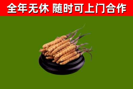 宝山区烟酒回收冬虫夏草.jpg